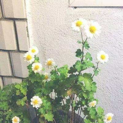 领主大乱斗手机版下载